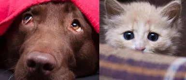 Perros y gatos sufren por fuegos artificiales ¿Por qué los perros y gatos le tienen miedo a los fuegos artificiales y podrían sufrir un ataque?