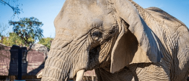 Murió Yoyo, la elefanta africana más longeva del mundo. ¡Se apaga una leyenda! Muere Yoyo, la elefanta africana más longeva del mundo