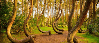 Árboles torcidos en Polonia. ¡Sorprendente¡ El misterioso bosque torcido que hipnotiza y atrae a miles de personas alrededor del mundo