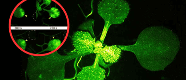 Conversación entre plantas. ¡Revolución en la ciencia! Científicos capturan la primera conversación entre plantas