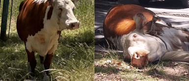 Valiente', la vaca que saltó de un camión rumbo al matadero, encuentra un final feliz 'Valiente', la vaca que saltó de un camión rumbo al matadero, encuentra un final feliz