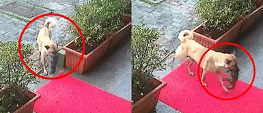 Perrita lleva a cachorro herido a veterinaria. Perrita lleva a su cachorro moribundo hasta la puerta de una veterinaria “para que lo ayuden”