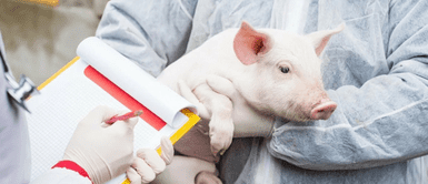 Japoneses crean cerdos en laboratorio para trasplantes en humanos. Japoneses crean cerdos en laboratorio para trasplantes en humanos, este es el órgano más solicitado