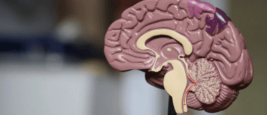 CEREBRO. 5 Técnicas científicamente probadas para mejorar tu memoria y aprender al instante