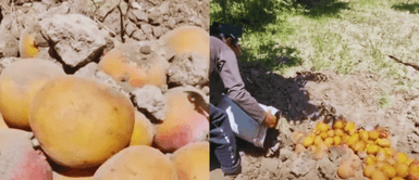 Agricultores entierran mangos. Productores de mango en Lambayeque hundidos en crisis: entierran cosechas por desplome de precios a menos de S/0.35 el kilo