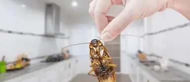 Cucarachas. Estos son los métodos definitivos para eliminar las cucarachas, según la ciencia