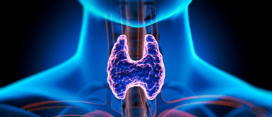 Tiroides. Las señales de que tu cuerpo está presentando problemas con la tiroides