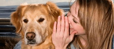 Si eres de los que le habla a tu mascota como si fuese humana sería por este motivo, según la psicología ¿Hablas con tu mascota como si fuera humana? El sorprendente rasgo de tu personalidad que esto revela, según la psicología