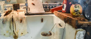 Cucarachas. El trucazo infalible para saber dónde está el nido de cucarachas y eliminarlo por completo