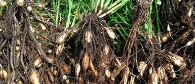 Raíces que te nutren Las raíces ancestrales que te defienden de infecciones y nutren tu organismo, según el Dr Pérez Albela