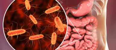 Bacteria Escherichia Coli La bacteria Escherichia Coli: El peligro invisible que podría estar en tu comida