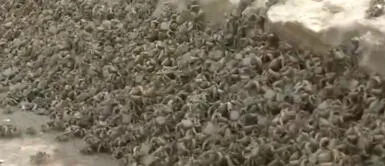 La alarmante razón detrás de los miles de cangrejos en La Herradura La alarmante razón detrás de los miles de cangrejos en La Herradura: “Es muy posible que todos terminen muriendo”