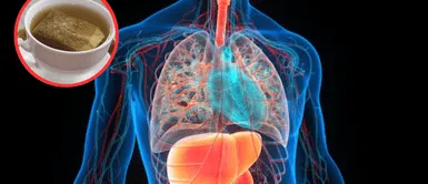 Órganos. La ciencia revela los órganos que el té de manzanilla podría estar dañando sin que lo sepas