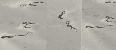 Serpientes marinas. ¿Señales del fin? Misteriosas serpientes salen del mar y expertos advierten un peligro inminente