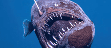 Pez diablo reaparece. Un pez diablo negro emerge a la superficie por primera vez y deja perplejos a los científicos