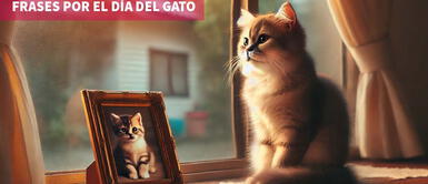 Las mejores frases para dedicar a tu gatito en el Día Internacional del Gato Día del Gato: 50 frases BONITAS Y TIERNAS para recordar a tu amado felino