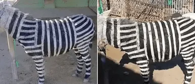 Burros pintados de cebras. Indignación: un zoológico pintó burros con rayas blancas para que parezcan ser cebras