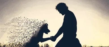 Duelo de mascotas. Impactante revelación: Así viven el duelo los perros y gatos tras la pérdida de un ser querido, según expertos