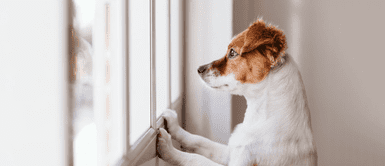 Cuánto tiempo puede estar solo un perro en casa ¿Cuántas horas puede estar solo un perro? La respuesta te dejará sin palabras