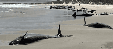 Los delfines quedaron varados en playa. 157 delfines varados en la playa desatan un caos apocalíptico