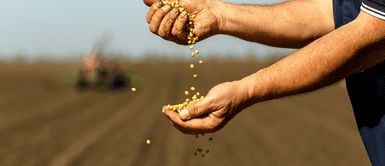 Semilla acai. La semilla que tiene 33 veces más antioxidantes que el vino y ayuda a controlar la diabetes