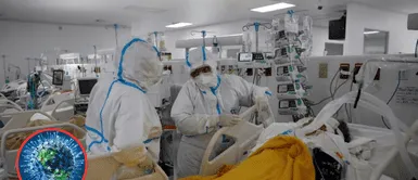 Nuevo coronavirus. Científicos chinos descubren un nuevo coronavirus en murciélagos que podría infectar a humanos ¿Se avecina el regreso del COVID?