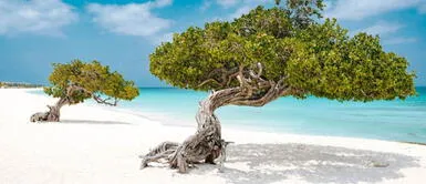 Palya de Aruba Conoce cuál es la mejor playa del Caribe que puedes visitar en cualquier momento del año