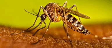 Mosquitos del dengue desarrollan resistencia a insecticidas: científicos argentinos descubren mutación genética Mosquitos del dengue desarrollan resistencia a insecticidas: científicos argentinos descubren mutación genética