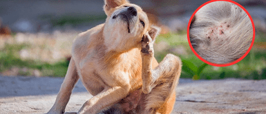 Mascotas con pulgas. Estos son los mejores remedios caseros para eliminar pulgas y garrapatas en perros