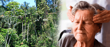 La súper fruta peruana que previene el Alzhéimer y controla la diabetes La súper fruta peruana que previene el Alzhéimer y controla la diabetes, según estudio