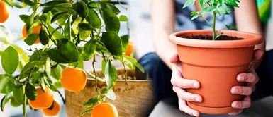 Del macetero a tu mesa: árboles de frutas que puedes cultivar en maceta sin tener jardín Del macetero a tu mesa: árboles de frutas que puedes cultivar en maceta sin tener jardín