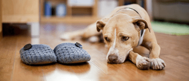 Perros con estrés. Cómo despedirte de tu perro al salir de casa sin generarle ansiedad o miedo