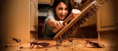 ¿Cucarachas en casa? No es solo suciedad, estas son las verdaderas razones de su aparición ¿Cucarachas en casa? No es solo suciedad, estas son las verdaderas razones de su aparición