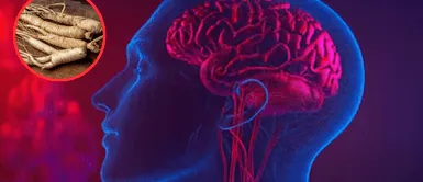 Memoria muscular. Panax ginseng: el remedio herbal que podría potenciar la memoria y el bienestar general