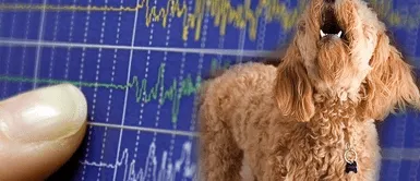 Temblor de magnitud 5.0 de HOY: ¿Pueden los perros percibir un sismo antes que nosotros? Temblor de magnitud 5.0 de HOY: ¿Pueden los perros percibir un sismo antes que nosotros?