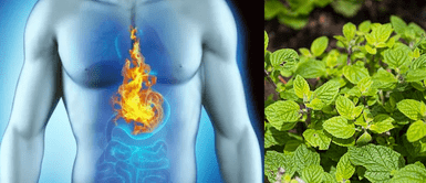 Gastritis. ¿La cura estuvo siempre en los Andes? La planta peruana que destruye la gastritis y ahora la ciencia lo confirma