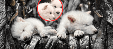 Game of Thrones. ¿Jurassic Park? Clonan los lobos de Game of Thrones que se extinguieron hace 10.000 años