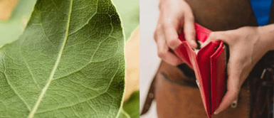 Hoja de laurel. ¿Por qué cada vez más personas guardan una hoja de laurel en su billetera? El curioso ritual que promete atraer dinero