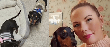 Mujer pierde la vida en su casa y es devorada por sus perros salchicha. Mujer es hallada sin vida y sus perros salchicha sobrevivieron alimentándose de su cuerpo