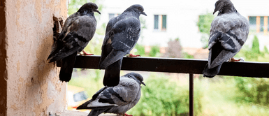 El simple truco de color que cambiará tu terraza y ahuyentará a las palomas: solo necesitas este color Saca a las palomas de tu techo para siempre gracias a este truco: solo necesitas este color