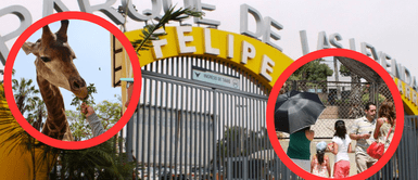 Niños entrarán al Parque de las Leyendas con 50% de descuento. Niños entrarán al Parque de las Leyendas con 50% de descuento: conoce las fechas