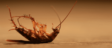 ¡No lo hagas! Esta es la aterradora razón por la que nunca debes pisar una cucaracha. ¡No lo hagas! Esta es la aterradora razón por la que nunca debes pisar una cucaracha