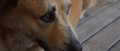 Los perros también pierden el sueño por sus problemas, igual que los humanos, según estudio. Los perros también pierden el sueño por sus problemas, igual que los humanos, según estudio