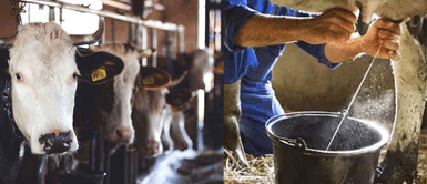 Consumidores HORRORIZADOS al saber que la leche de vaca se saca de las vacas Consumidores HORRORIZADOS al saber que la leche de vaca se saca de las vacas