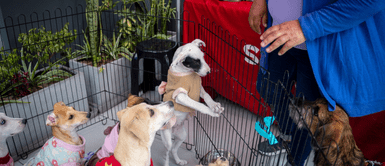 ¿Pensando en adoptar una mascota? Estos 5 efectos secundarios podrían sorprenderte ¿Pensando en adoptar una mascota? Estos 5 efectos secundarios podrían sorprenderte