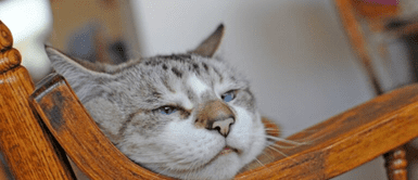 ¿Tu gato ya es anciano? Descubre las señales ocultas de la vejez felina ¿Tu gato ya es anciano? Descubre las señales ocultas de la vejez felina