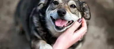 Las mejores frases para dedicarle a tus mascotas en el Día del Perro sin Raza Frases por el Día del Perro sin raza: 30 mensajes BONITOS y EMOTIVOS para dedicar a tu gran amigo