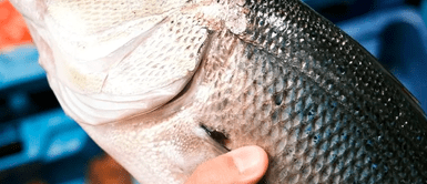 Ordenan RETIRO TOTAL e INMEDIATO de pescado muy consumido en este país por tener mercurio Ordenan RETIRO TOTAL e INMEDIATO de pescado muy consumido en este país por tener mercurio