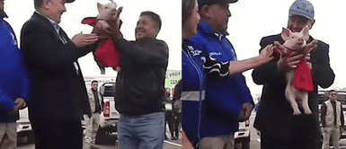 ¿Un nuevo hijo? Rafael López Aliaga se encariña con un cerdito y lo ‘adopta’ en inauguración ¿Un nuevo hijo? Rafael López Aliaga se encariña con un cerdito y lo ‘adopta’ en inauguración