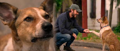 'Corazón delatador' es protagonizado por Benjamín Vicuña "Amor eterno": Perrita reconoce a su dueño en hombre que recibió su corazón como trasplante